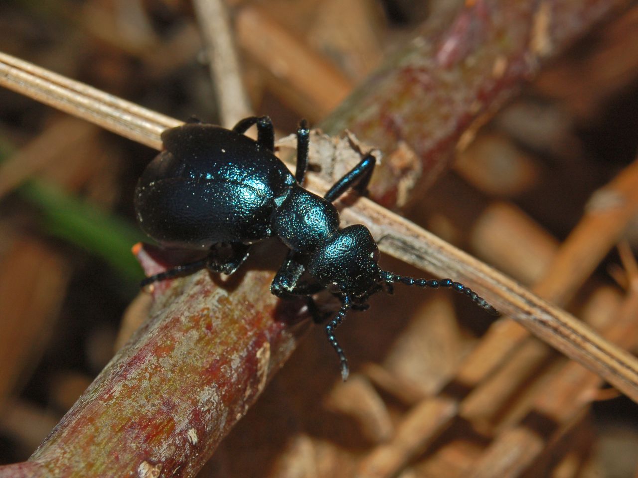 Meloe violaceus del Genovesato